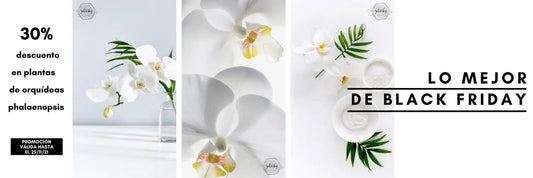Black Friday Zabrisky - Floristería Zabrisky