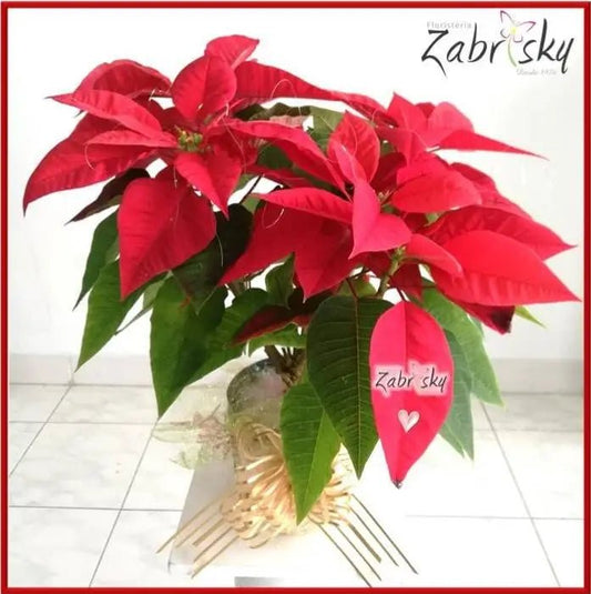 Flor Poinsettia - Flor de Navidad - Floristería Zabrisky