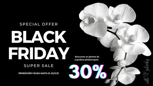 Special Offer Black Friday - Floristería Zabrisky