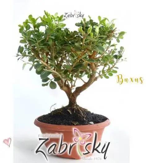 Bonsái Buxus - Plantas - Floristería Zabrisky