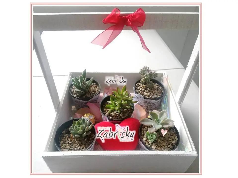 Caja Suculentas - Plantas - Floristería Zabrisky