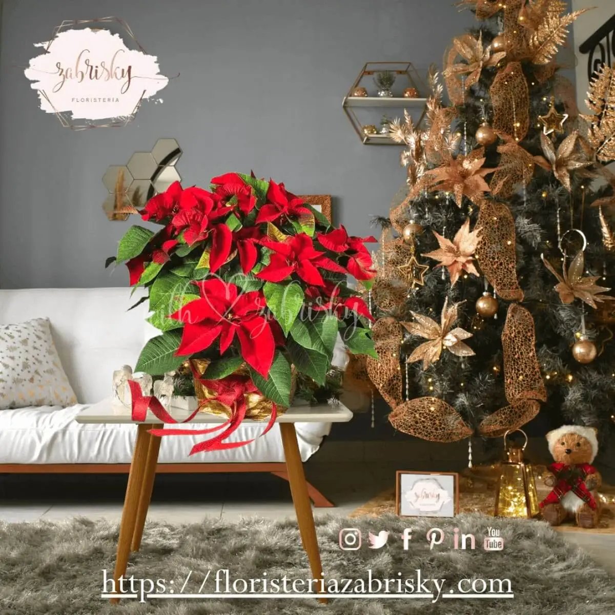 Poinsettia - Flor Navideña - Planta - Floristería Zabrisky