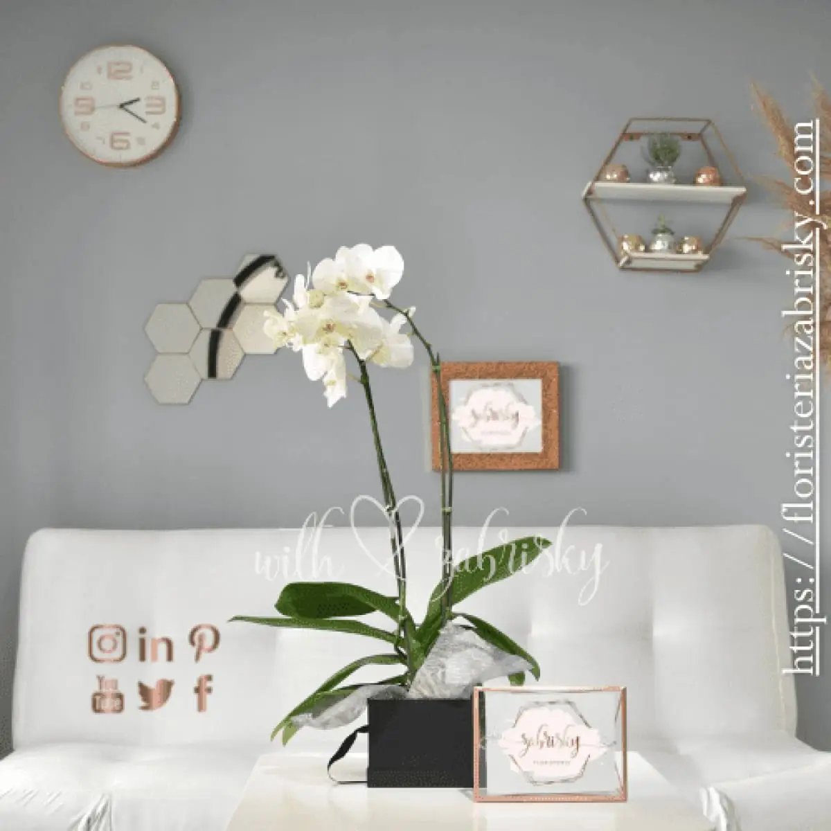 Simpathy Orchids - Plants - Floristería Zabrisky