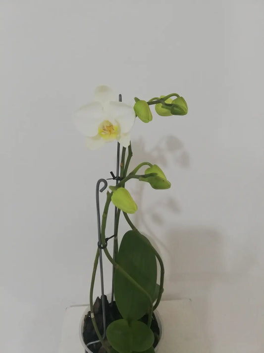 Mundo del simbolismo de las Orquídeas - Floristería Zabrisky