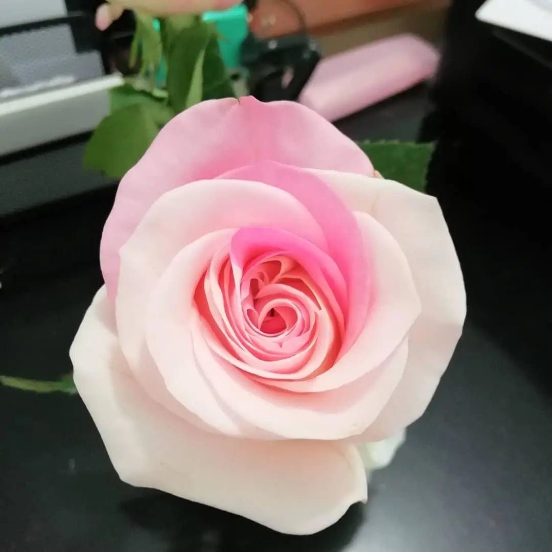 Rosas (Roses) - Floristería Zabrisky