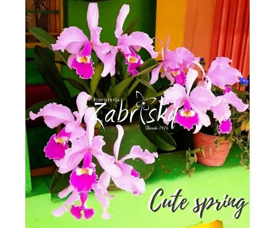 Spring - Floristería Zabrisky