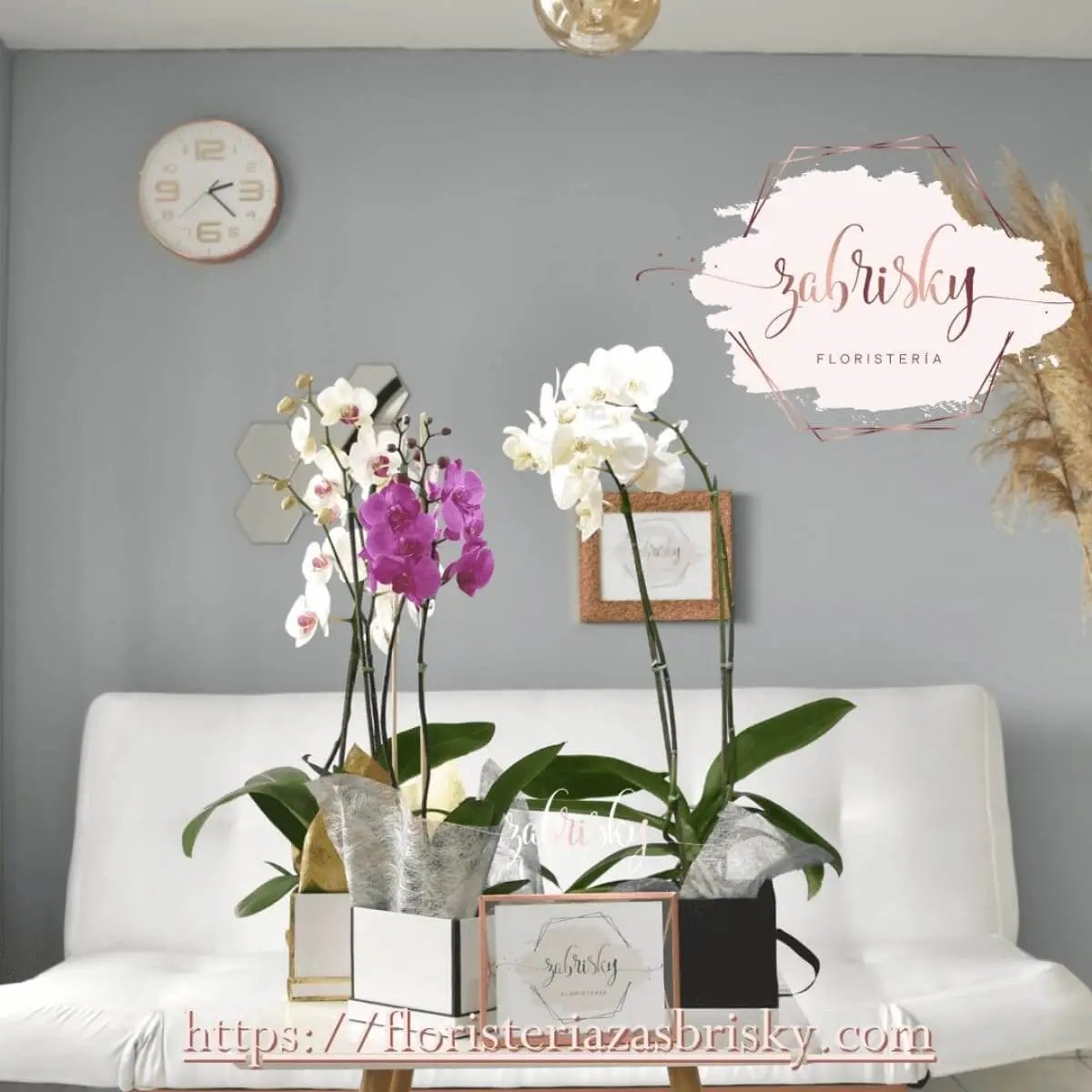 Orquídea Phalaenopsis - Planta - DÍA DE LA MADRE