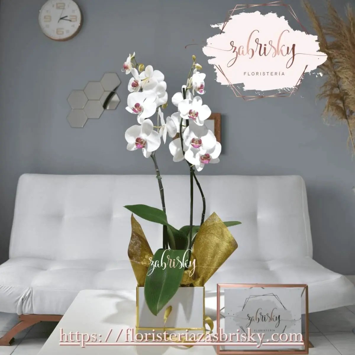 Orquídea Phalaenopsis - Planta - Floristería Zabrisky